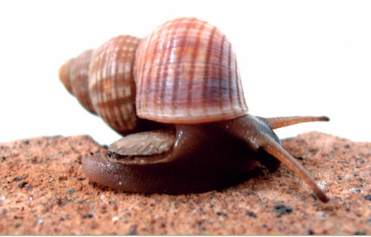 Tudorella Mauretanica