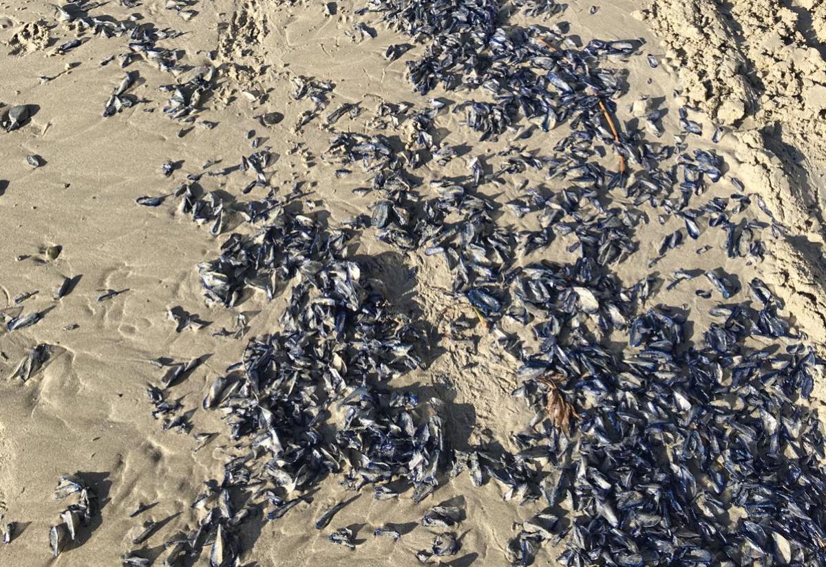 Velella Velalla, esta mañana en Barranco Rubio